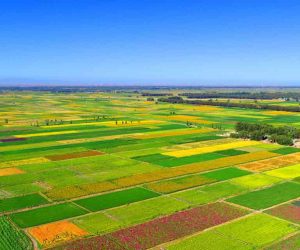 Irrigation District Water Management System